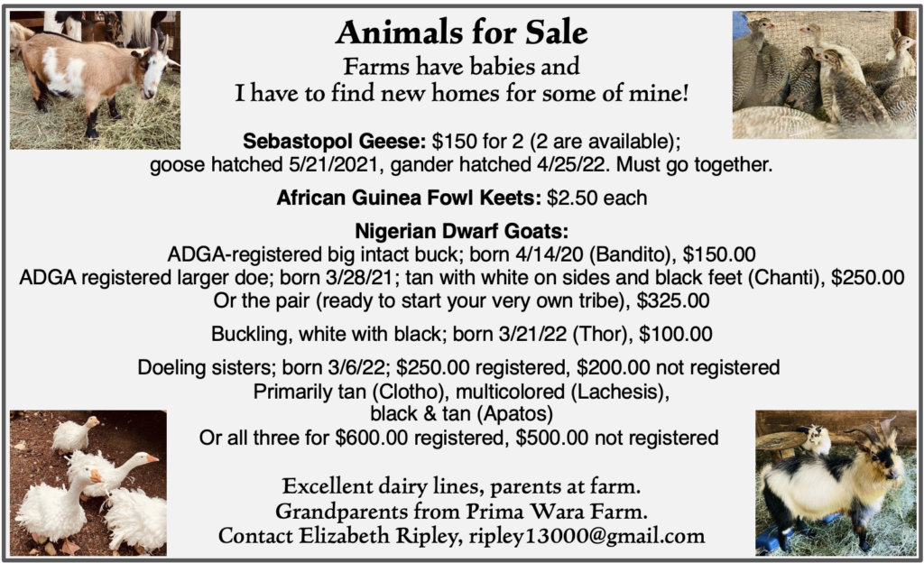 Animals for Sale