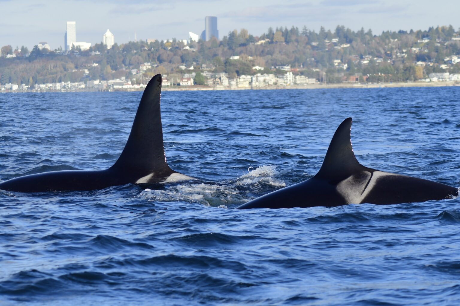 The Dorsal Spin Rare Vashon Superpod The Vashon Loop
