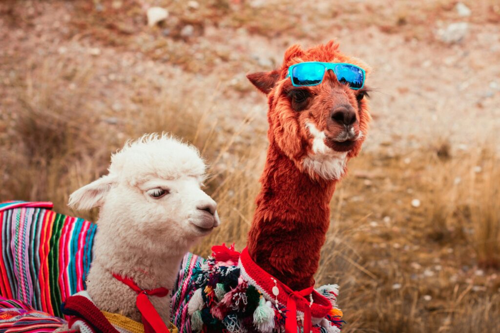 Llaughing Llamas – July