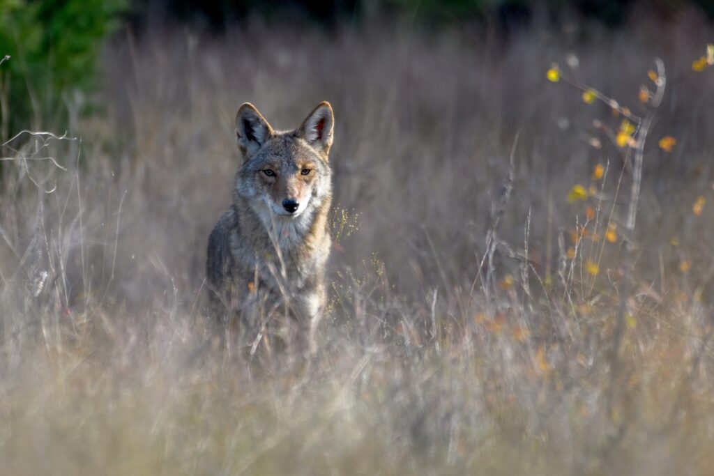 Vashon Has a Coyote Problem