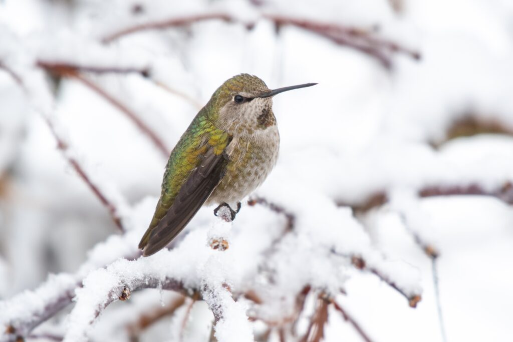 Don’t Forget the Birds – So How Do Those Hummingbirds Survive?