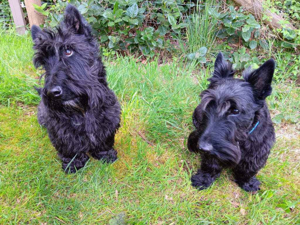 Gone to the Dogs