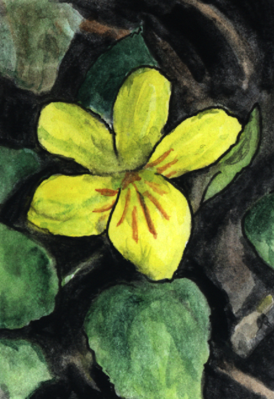 Violet – Lore, Poem, and Herbal Litany
