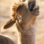 Llaughing Llamas Chronicles - April