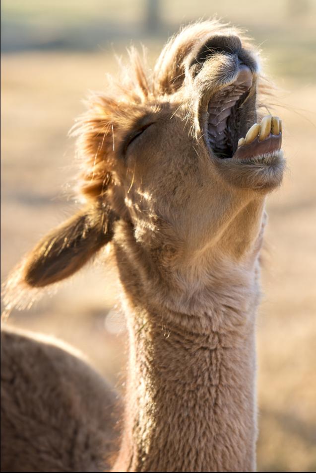 Llaughing Llamas Chronicles