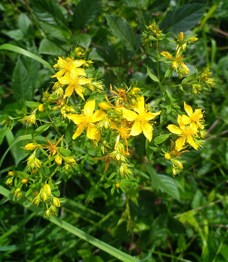 Community Healing with St. John’s Wort