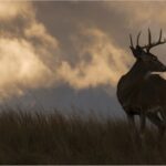 Deer Hunting With the FBI
