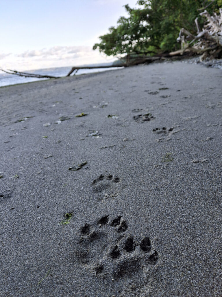 Who’s Come Visiting Now?