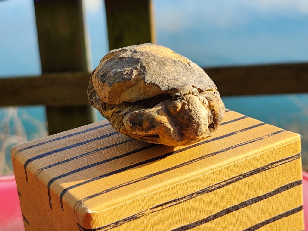 Vashon’s Prehistoric Fossil