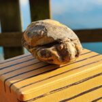 Vashon's Prehistoric Fossil