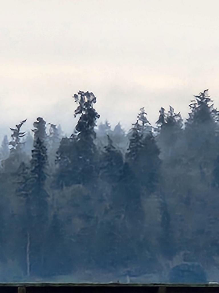 Parallel Lives – The Rare “True” Firs of Vashon-Maury