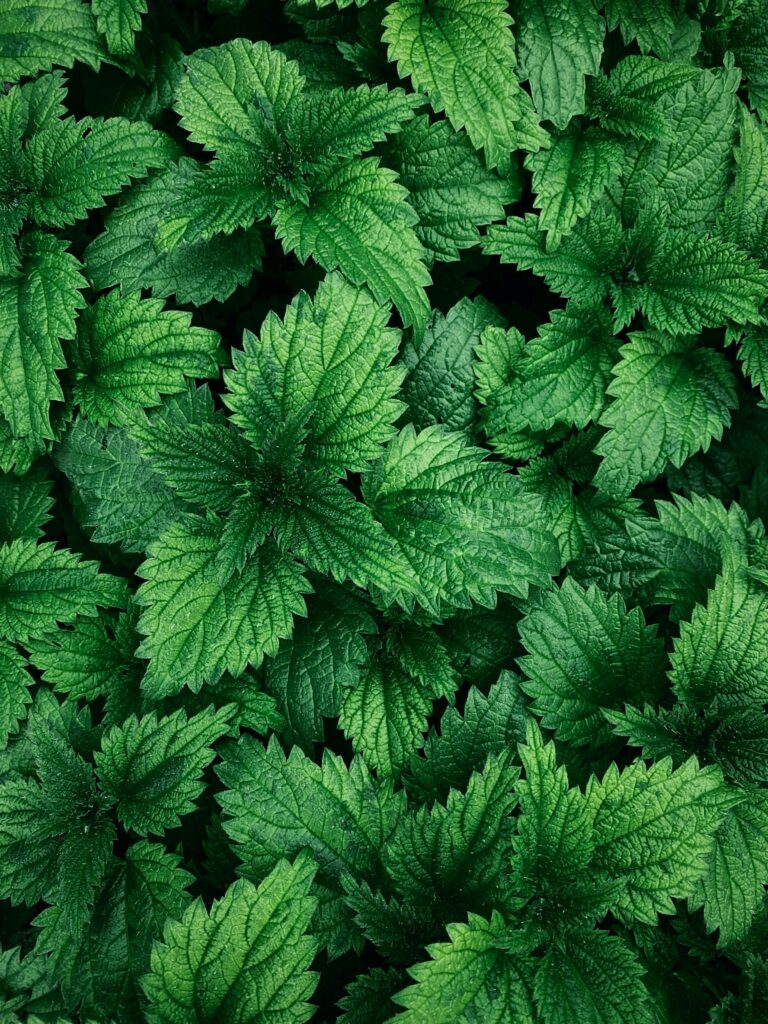 Humble Nettle