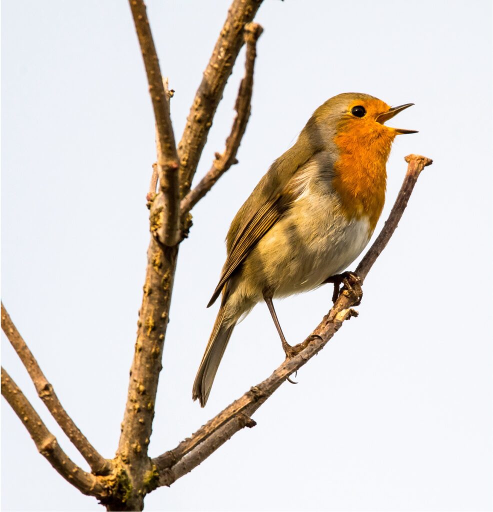 Animism, Hearing Loss, and the Power of Birdwatching