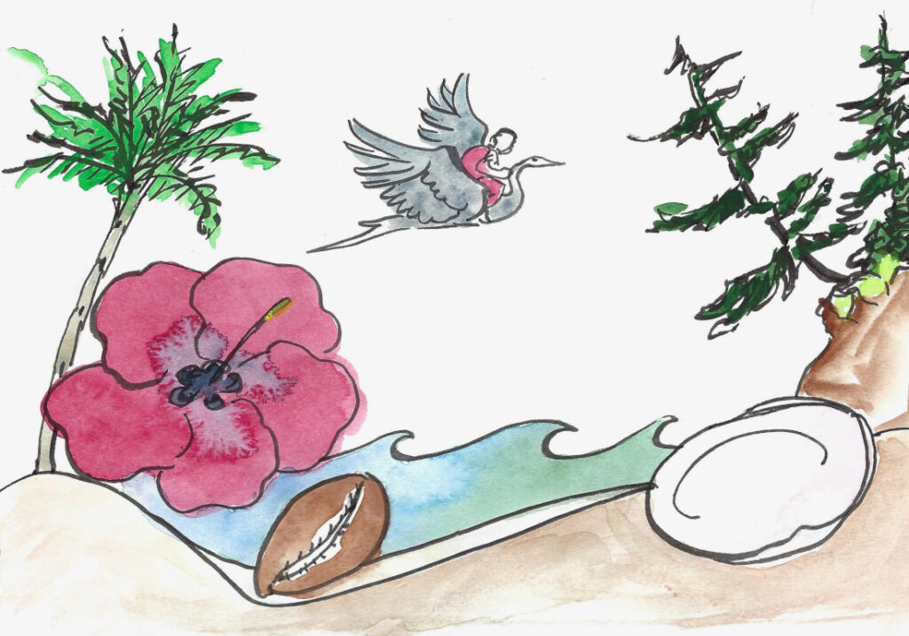 From Cowrie Shell to Clam Shell