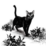 Black Cats, Not Just for Halloween