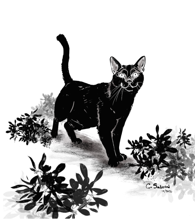 Black Cats, Not Just for Halloween
