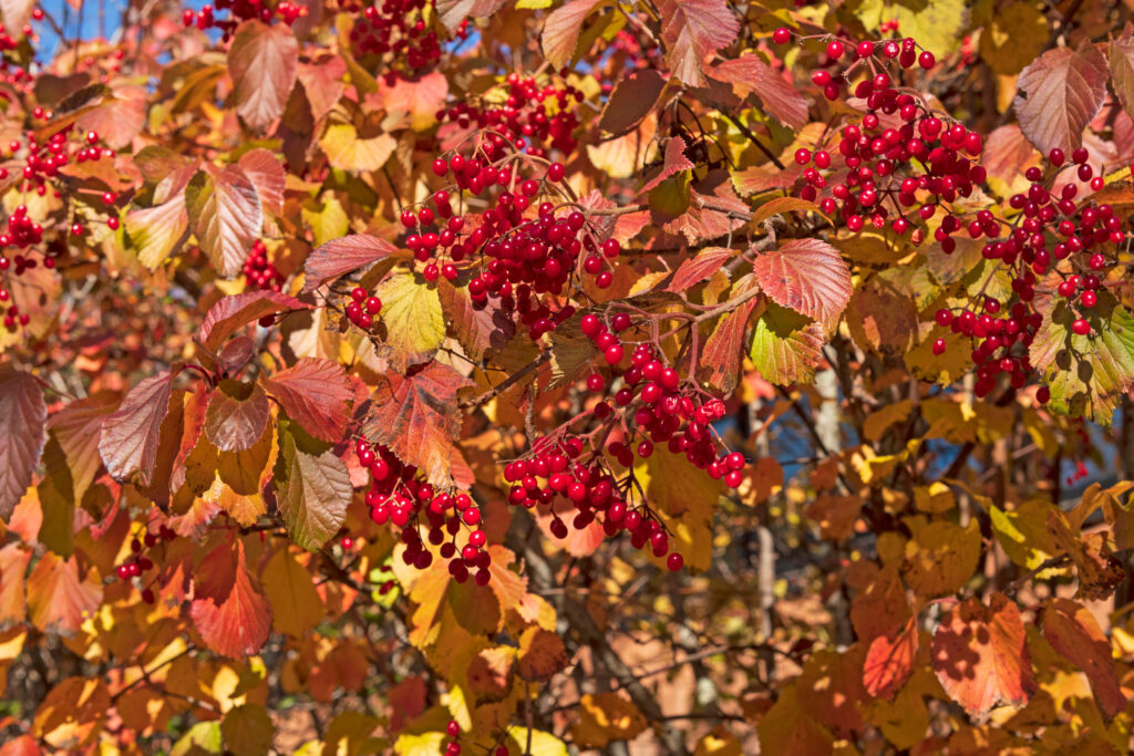 Threshold into Autumn: Hawthorn